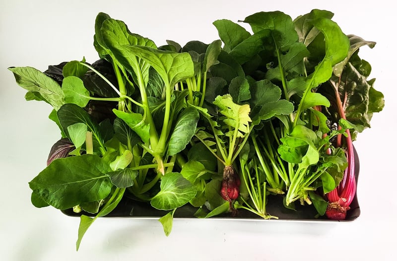 Hydroponic options